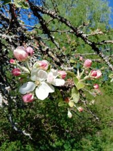 Vanha omenapuu kukki